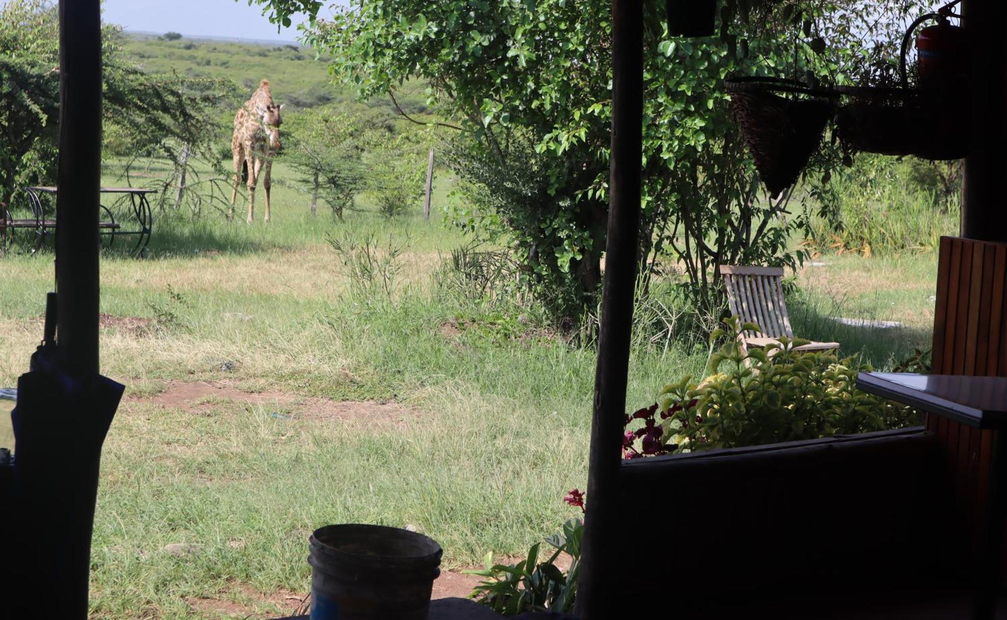 Hotel Kambu Mara Camp Sekenani Exterior foto